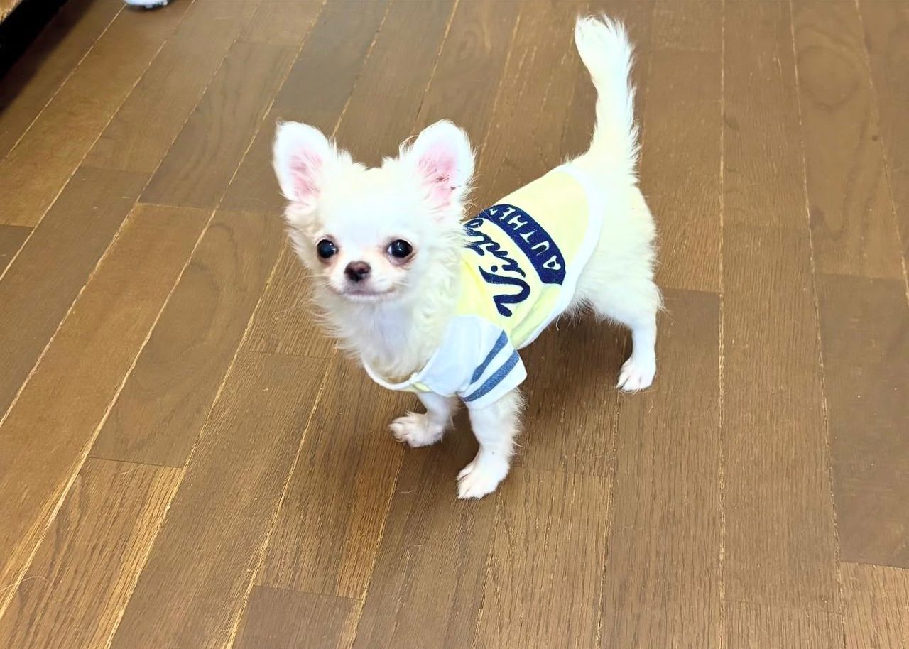 Cute Chihuahua Puppy Available for Rehoming Near Me - Image 2