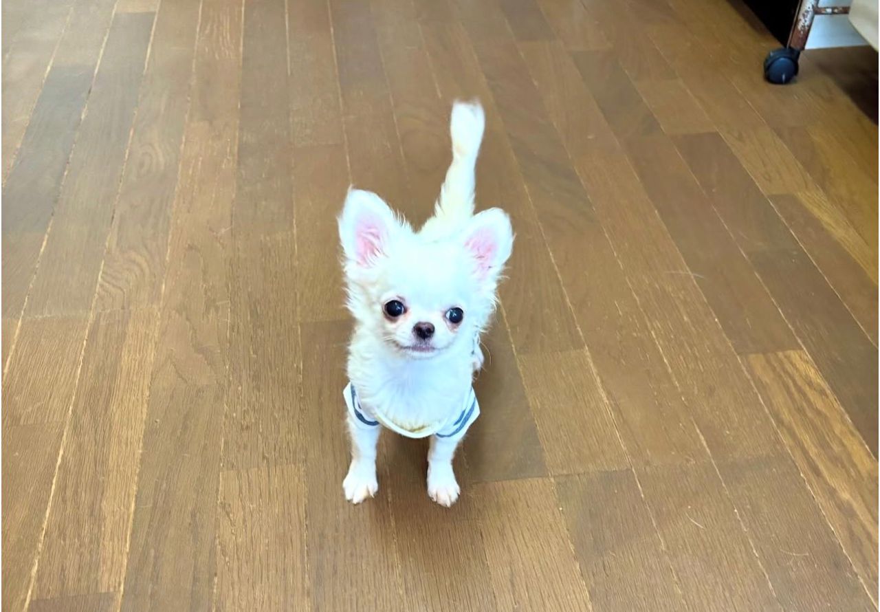 Cute Chihuahua Puppy Available for Rehoming Near Me - Image 3