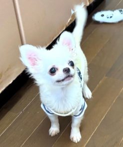 Cute Chihuahua Puppy Available for Rehoming Near Me