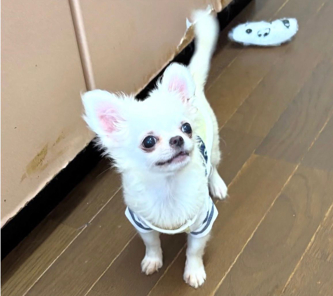 Cute Chihuahua Puppy Available for Rehoming Near Me