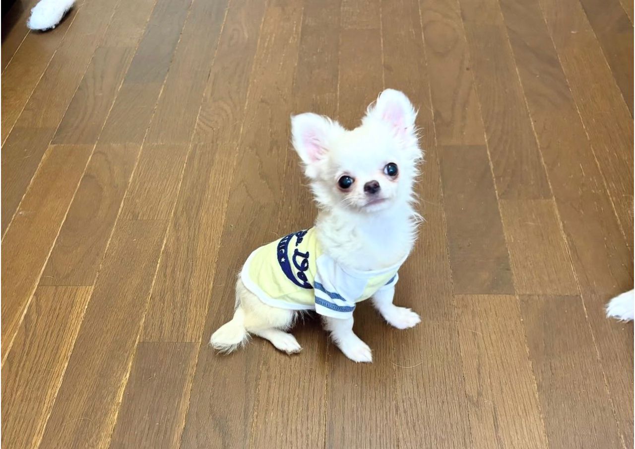 Cute Chihuahua Puppy Available for Rehoming Near Me - Image 4