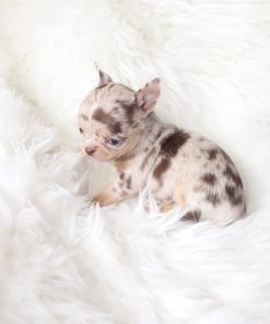 Lucy Chihuahua Puppy