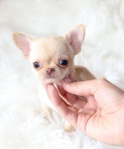 Allister chihuahua puppy