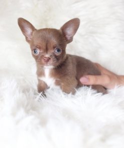Chocolate Chihuahua Puppy