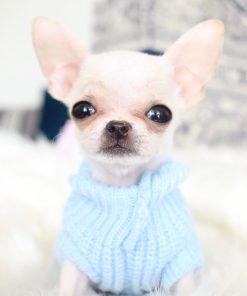 Pluto chihuahua puppy