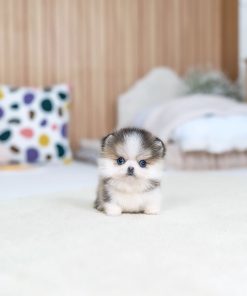LUNA Pomsky Puppy