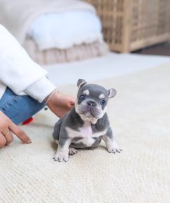 Luna French Bulldog Puppy