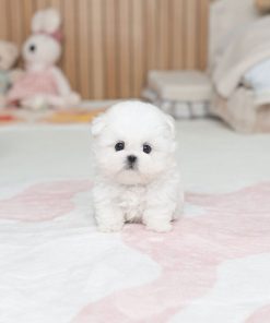 Milo Bichon Frise Puppy