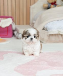 Charlie Maltitzu Puppy