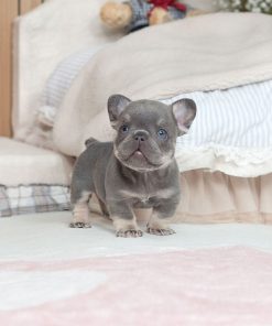Coco French Bulldog Puppy