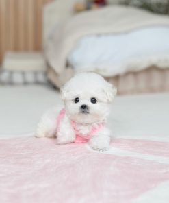 Ice Bichon Frise Puppy