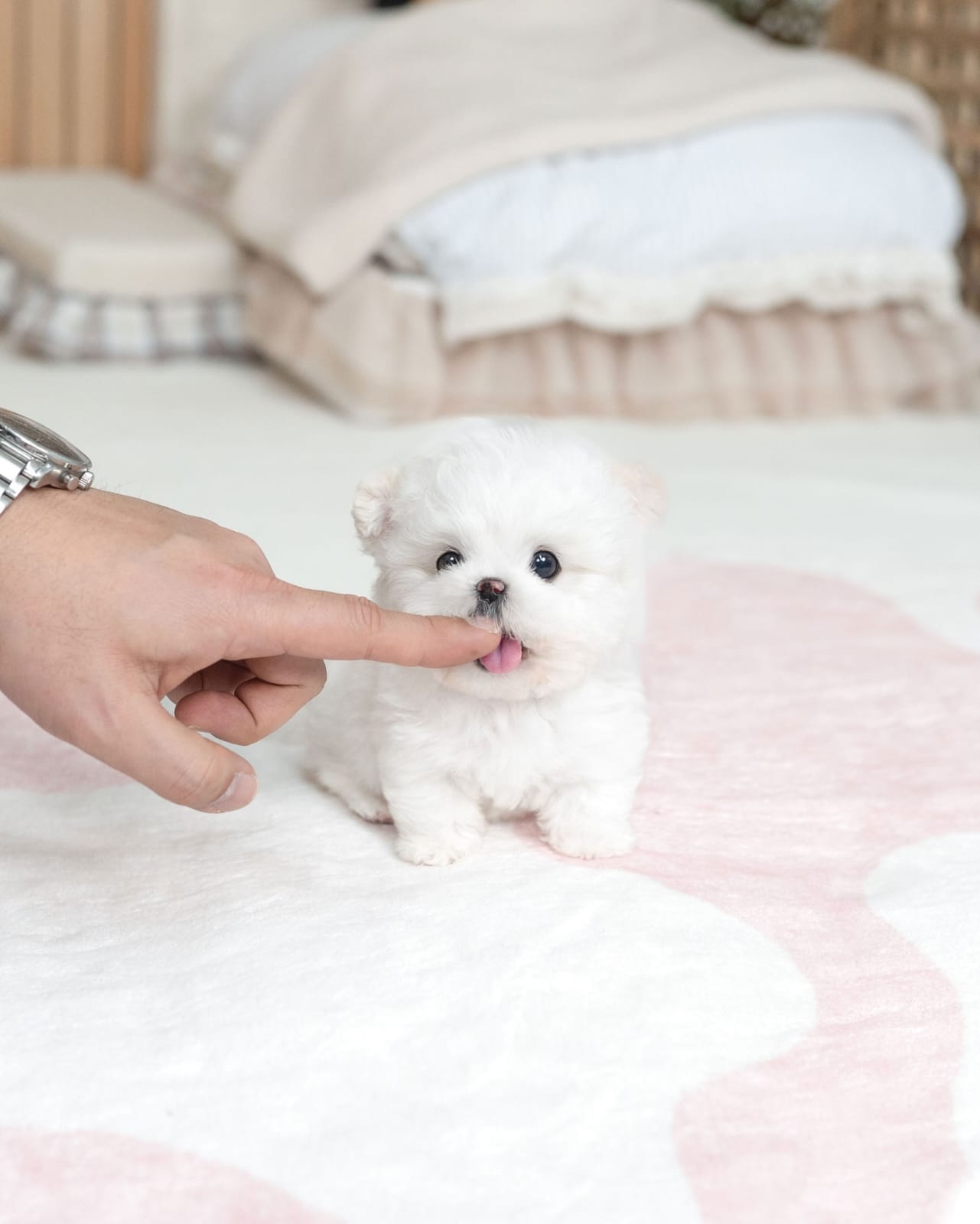 Ivory Bichon Frise Puppy - Image 2