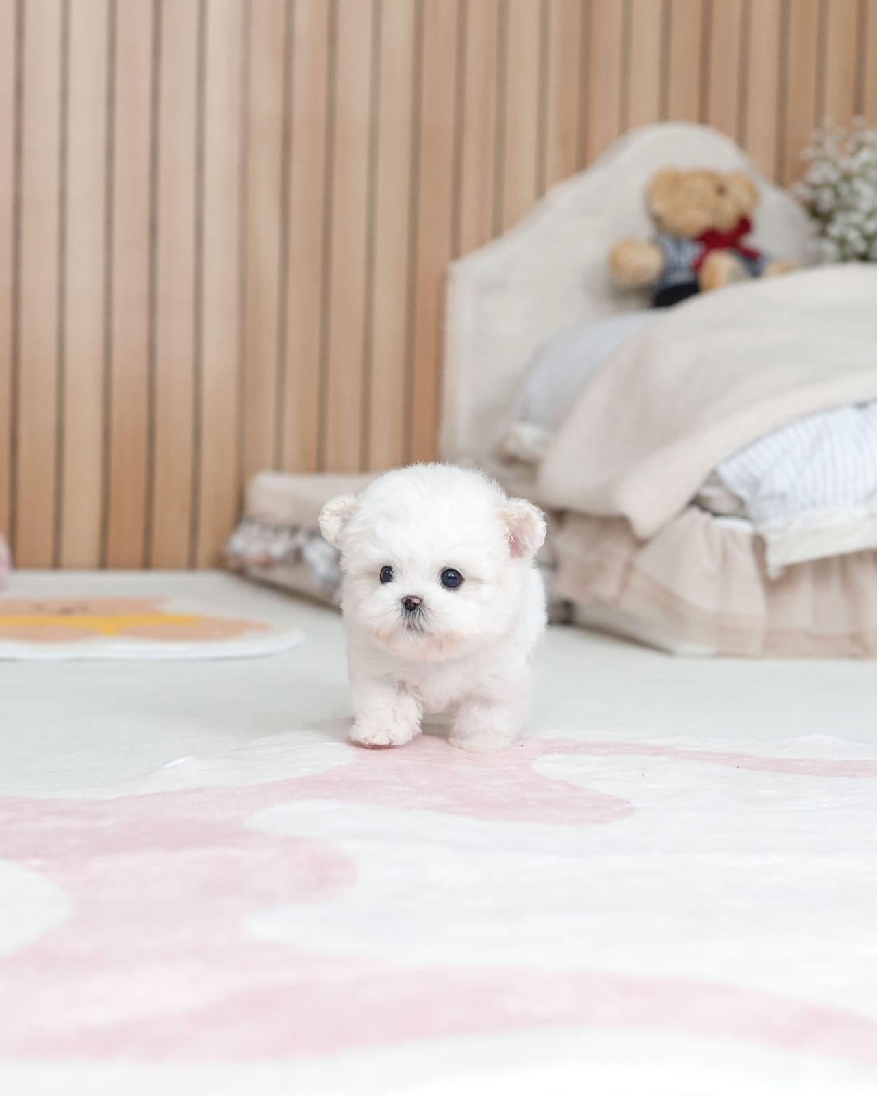 Ivory Bichon Frise Puppy - Image 4