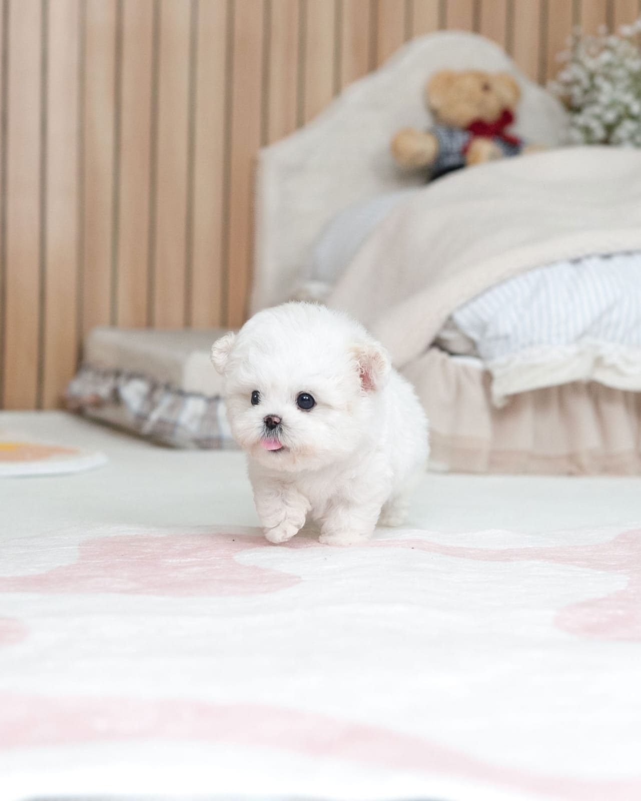 Ivory Bichon Frise Puppy - Image 3