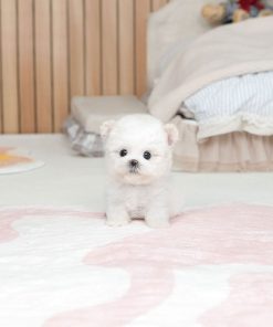 Ivory Bichon Frise Puppy