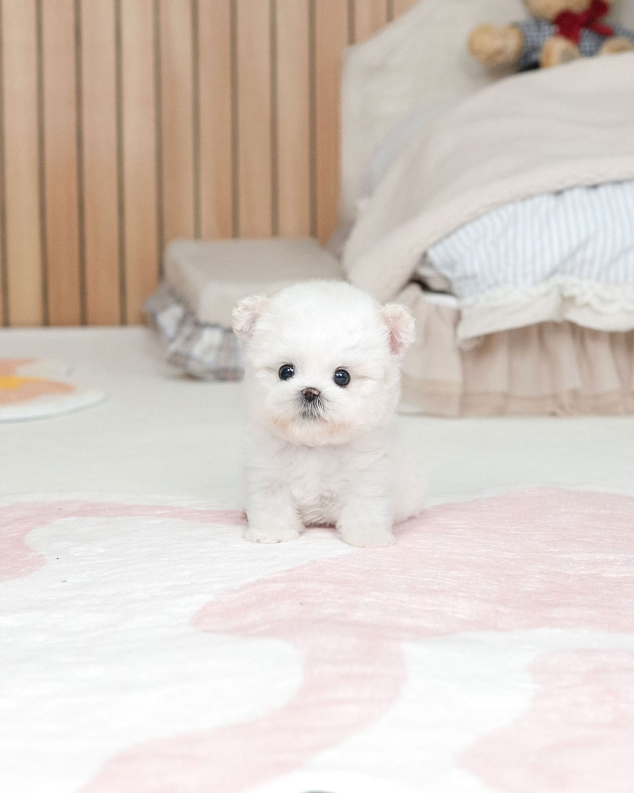 Ivory Bichon Frise Puppy