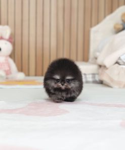 Rosie Pomeranian Puppy