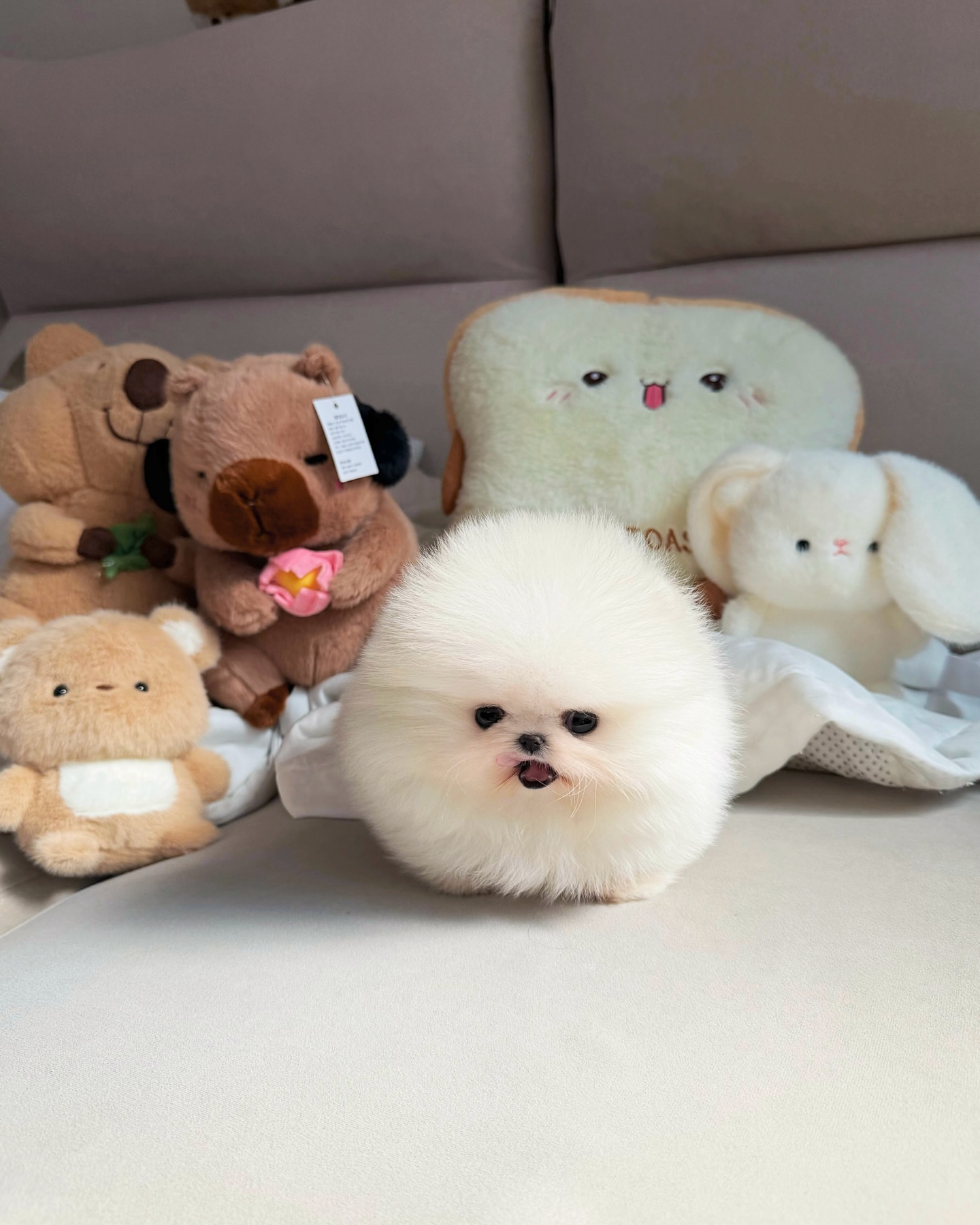 Cream Pomeranian Puppy - Image 2