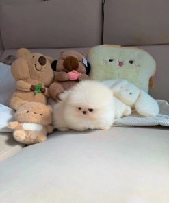 Cream Pomeranian Puppy