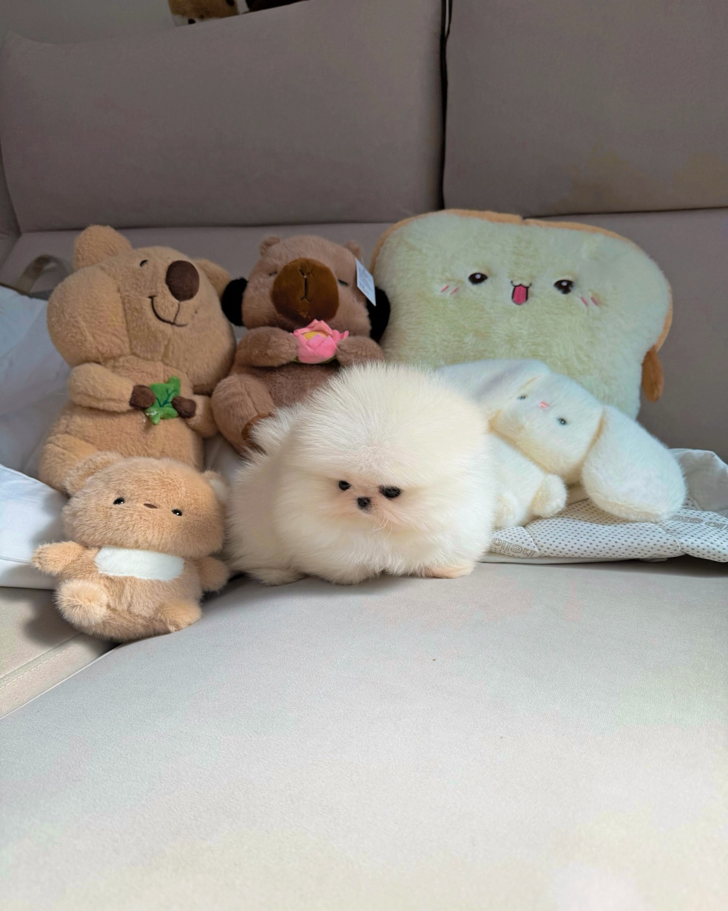 Cream Pomeranian Puppy