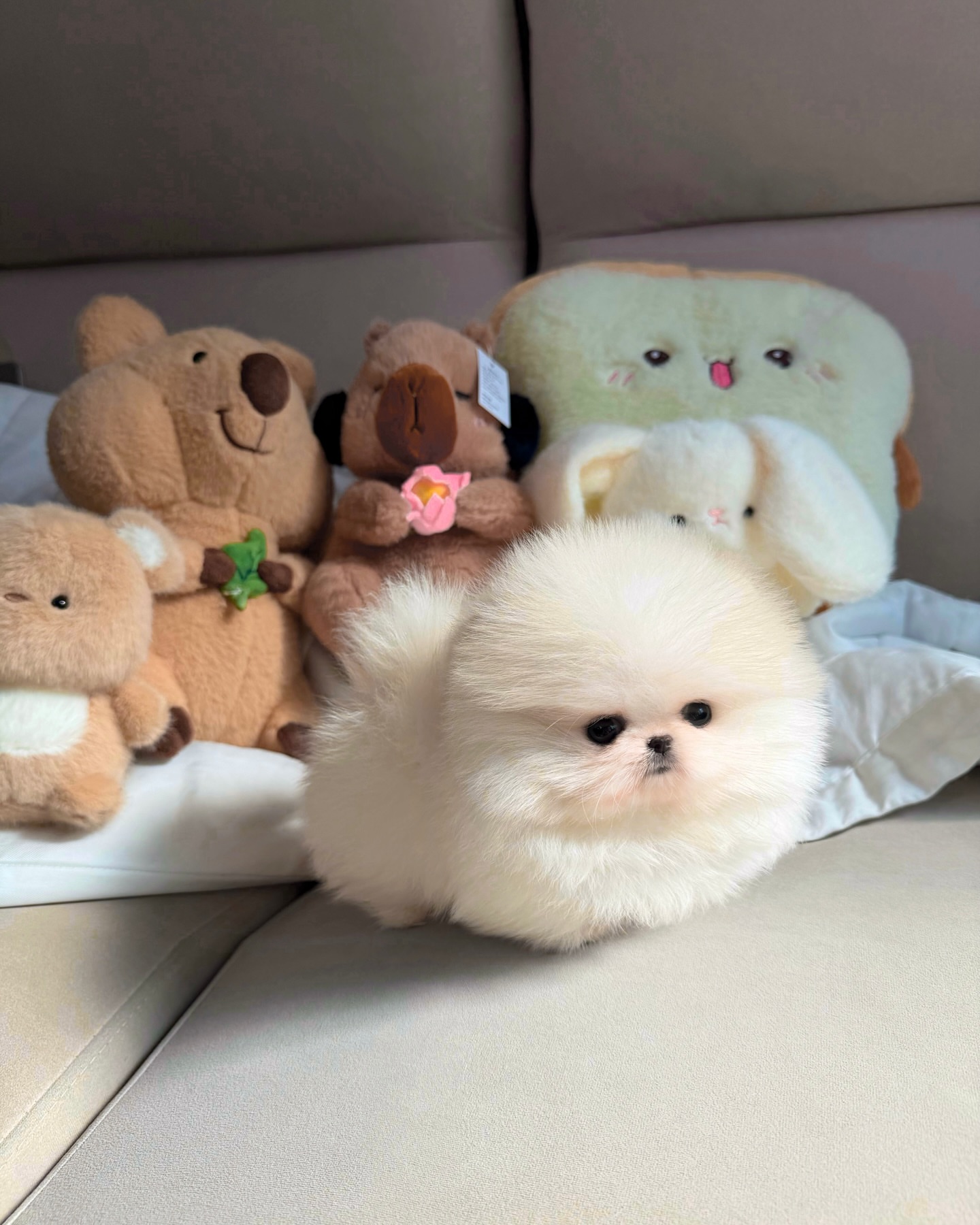 Cream Pomeranian Puppy - Image 3
