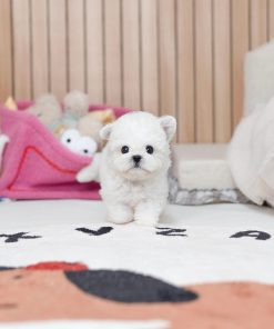 White Bichon Frise Puppy