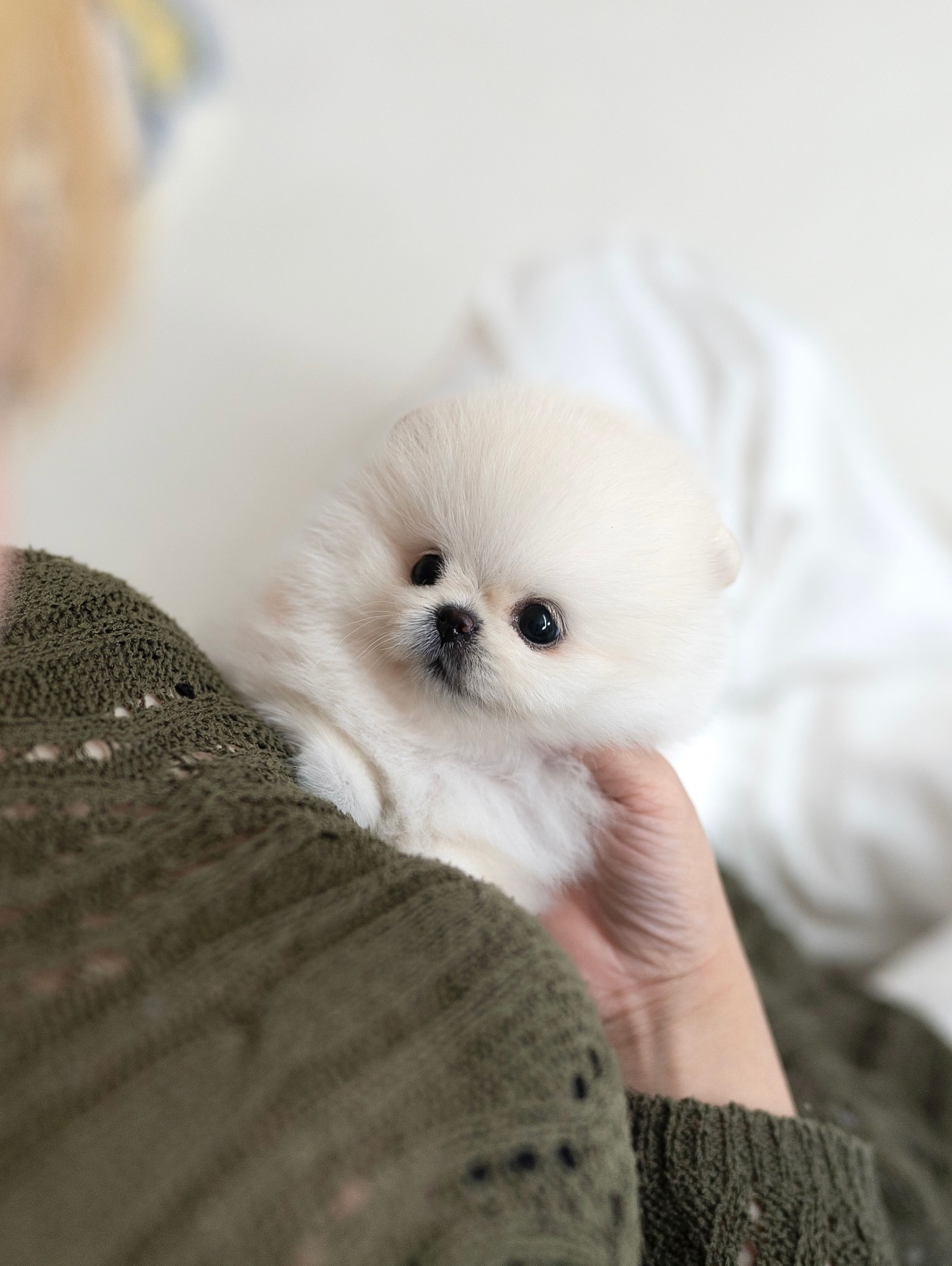 Cream Pomeranian Puppy - Image 3