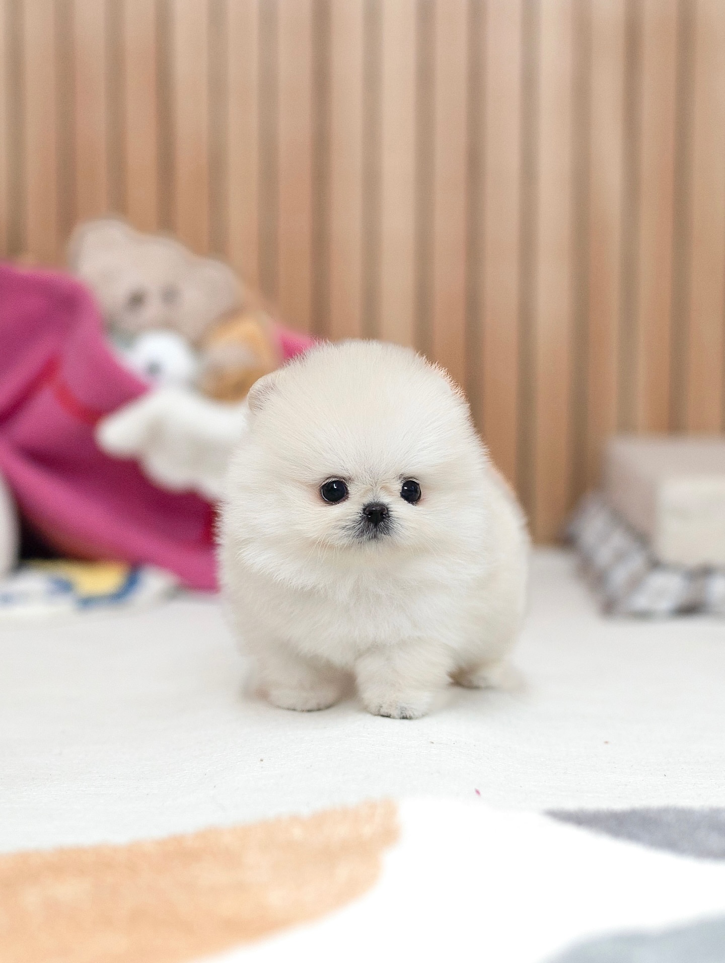 Cream Pomeranian Puppy