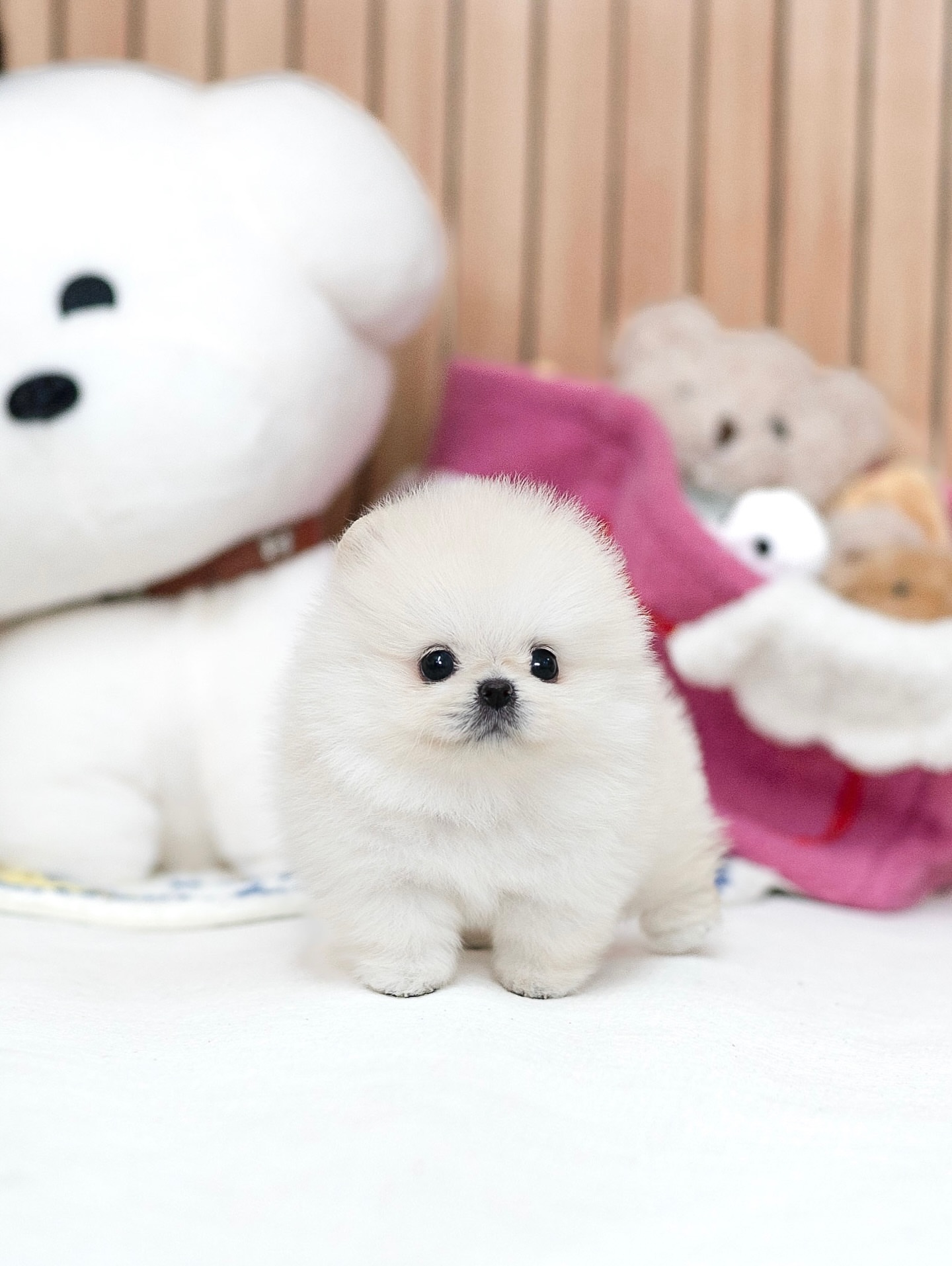 Cream Pomeranian Puppy - Image 2