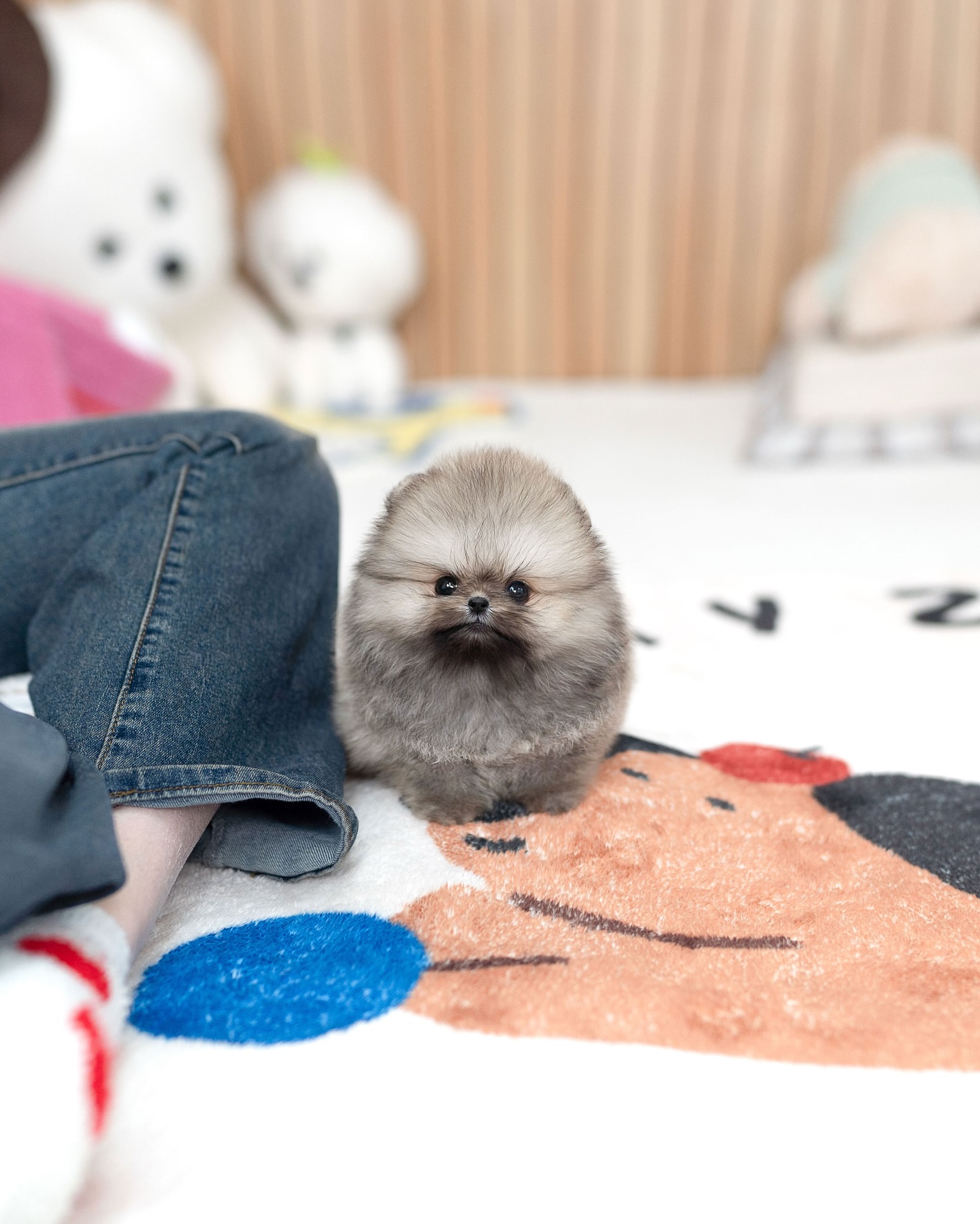 Sable Pomeranian Puppy for Sale - Image 2