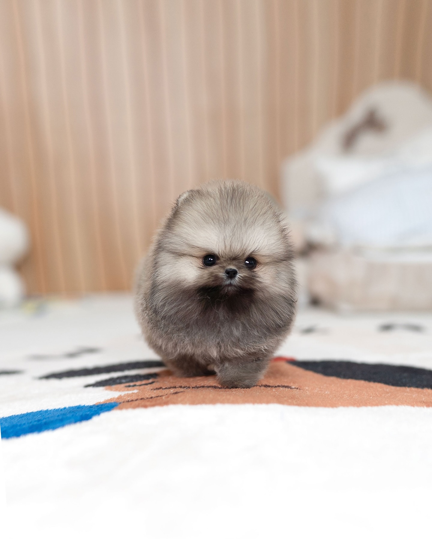 Sable Pomeranian Puppy for Sale - Image 3