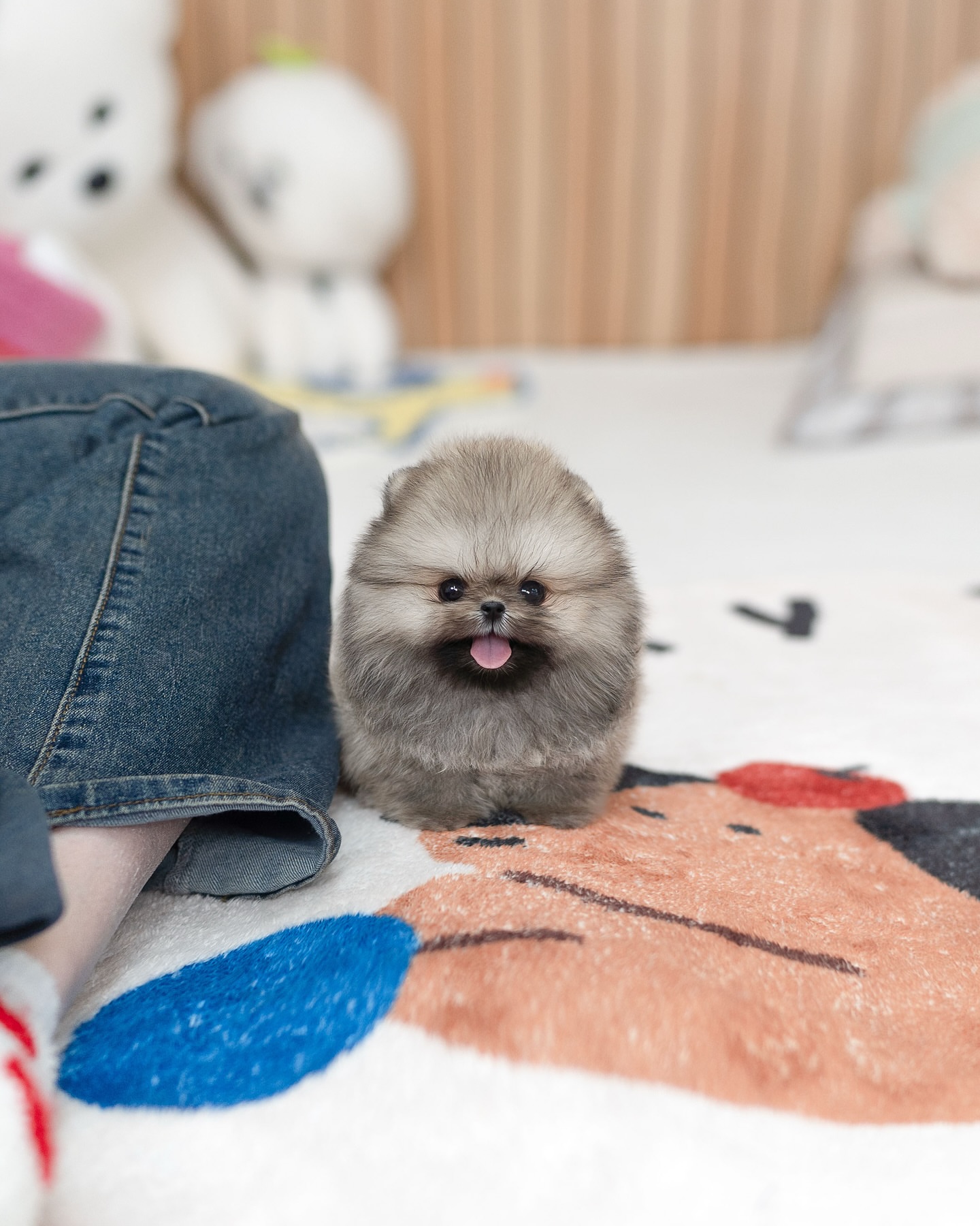Sable Pomeranian Puppy for Sale