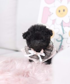 Teacup Silver Poodle Puppy