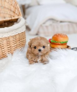 Adorable Teacup Maltipoo Puppy Near Me