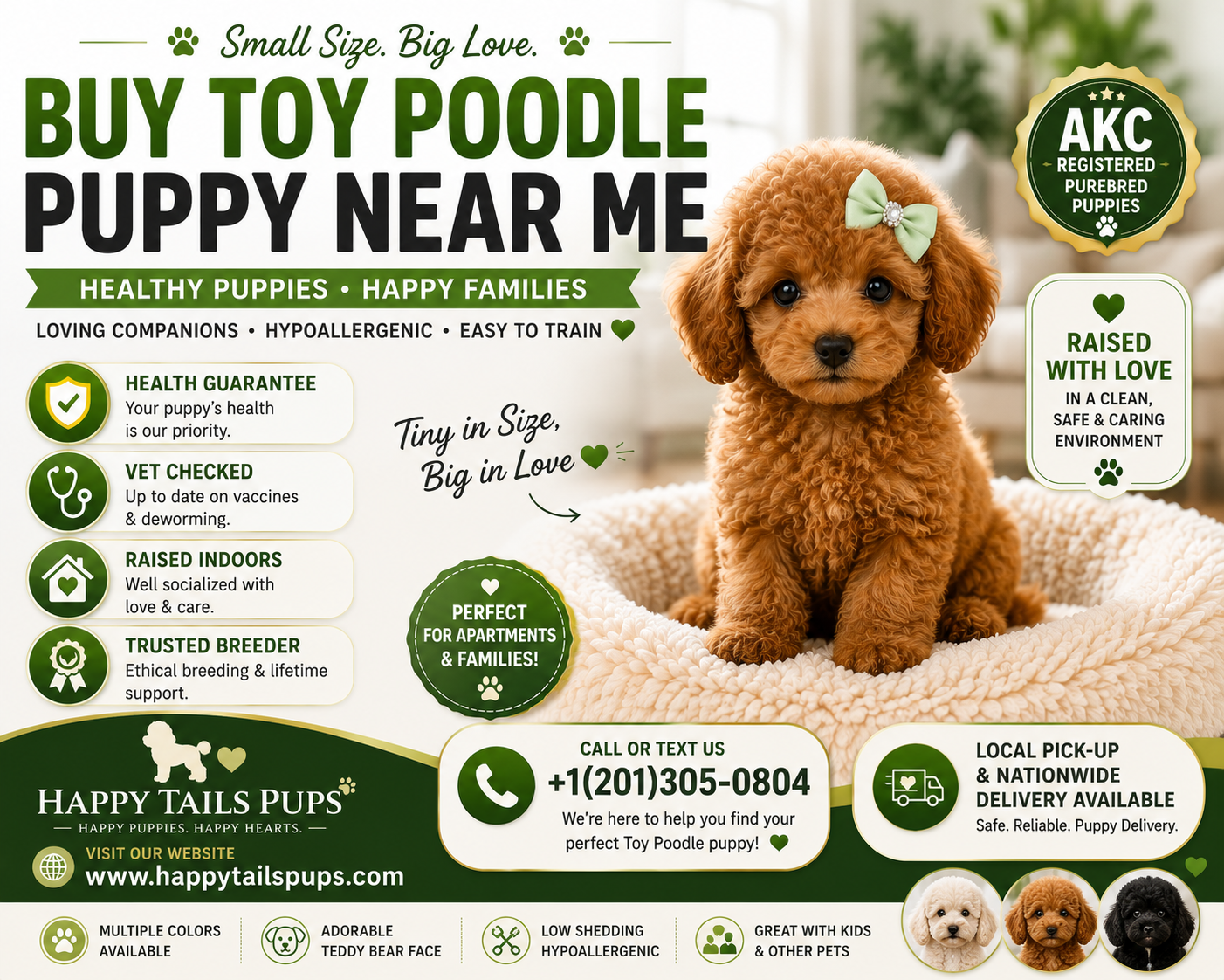 Buy Toy Poodle Puppy Near Me