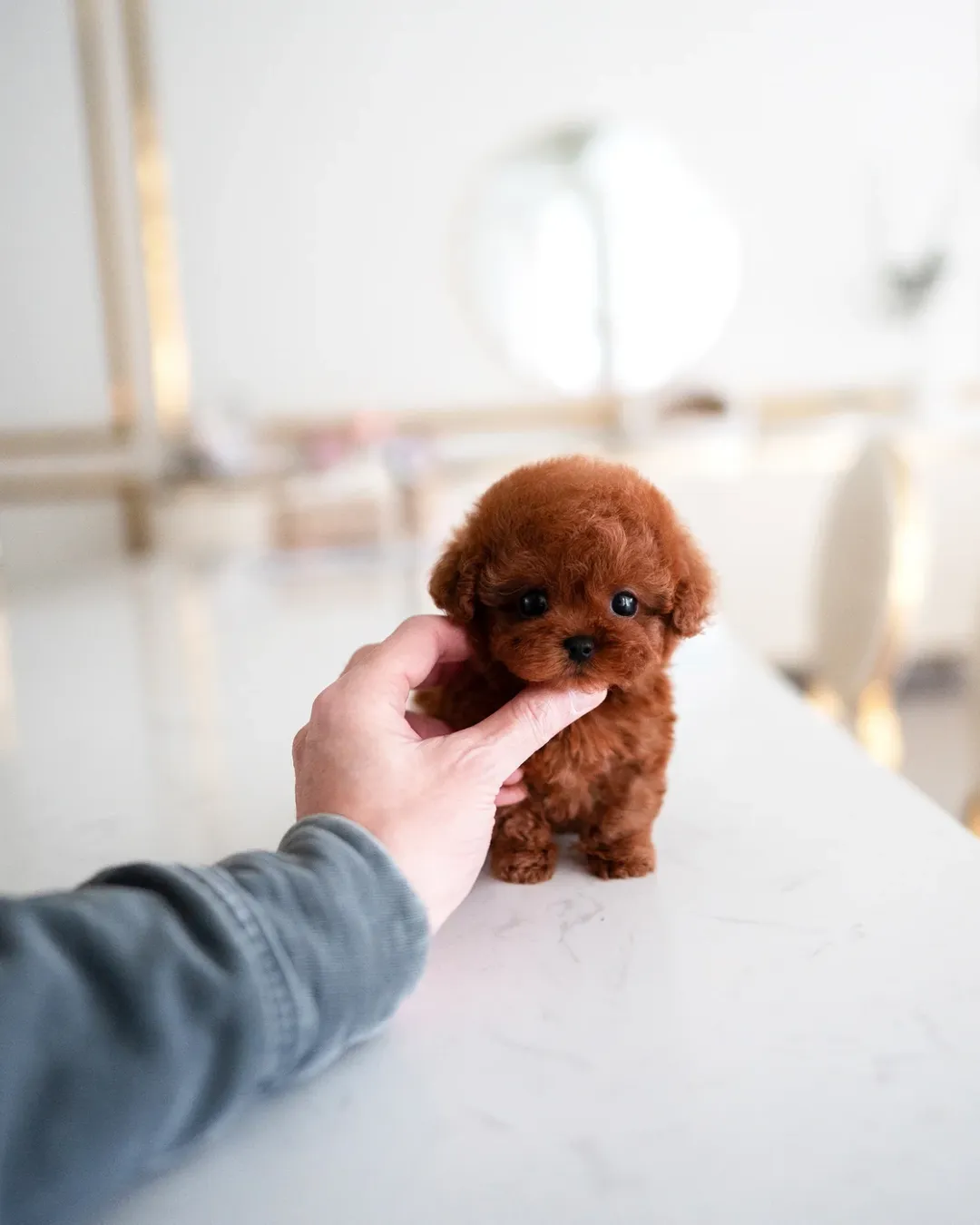 Toy Teacup Poodle Puppy Near Me - Image 2