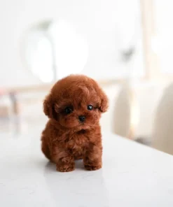 Toy Teacup Poodle Puppy Near Me