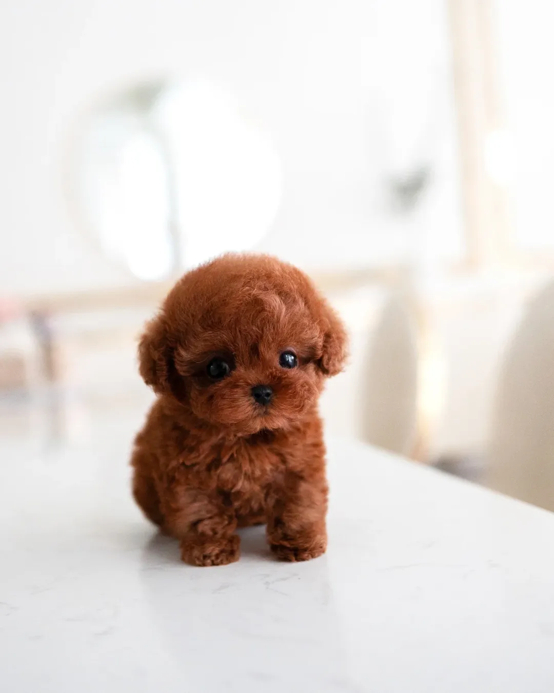 Toy Teacup Poodle Puppy Near Me