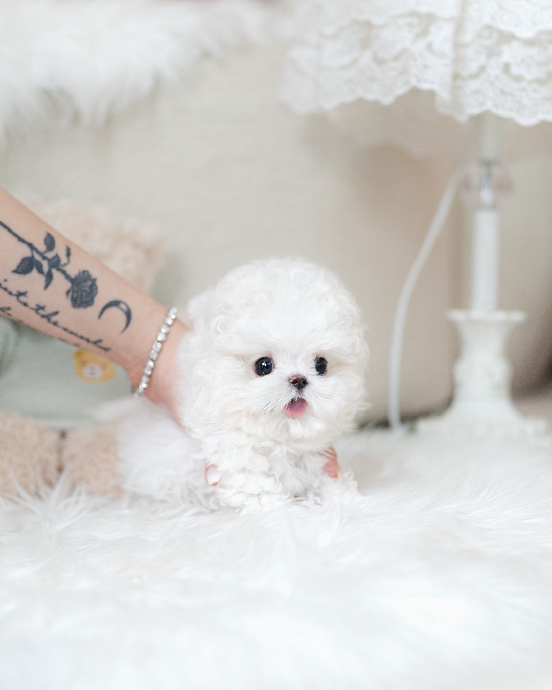Mini Teacup Bichon Frise Puppy for Adoption - Image 2