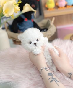 Mini Teacup Bichon Frise Puppy for Adoption