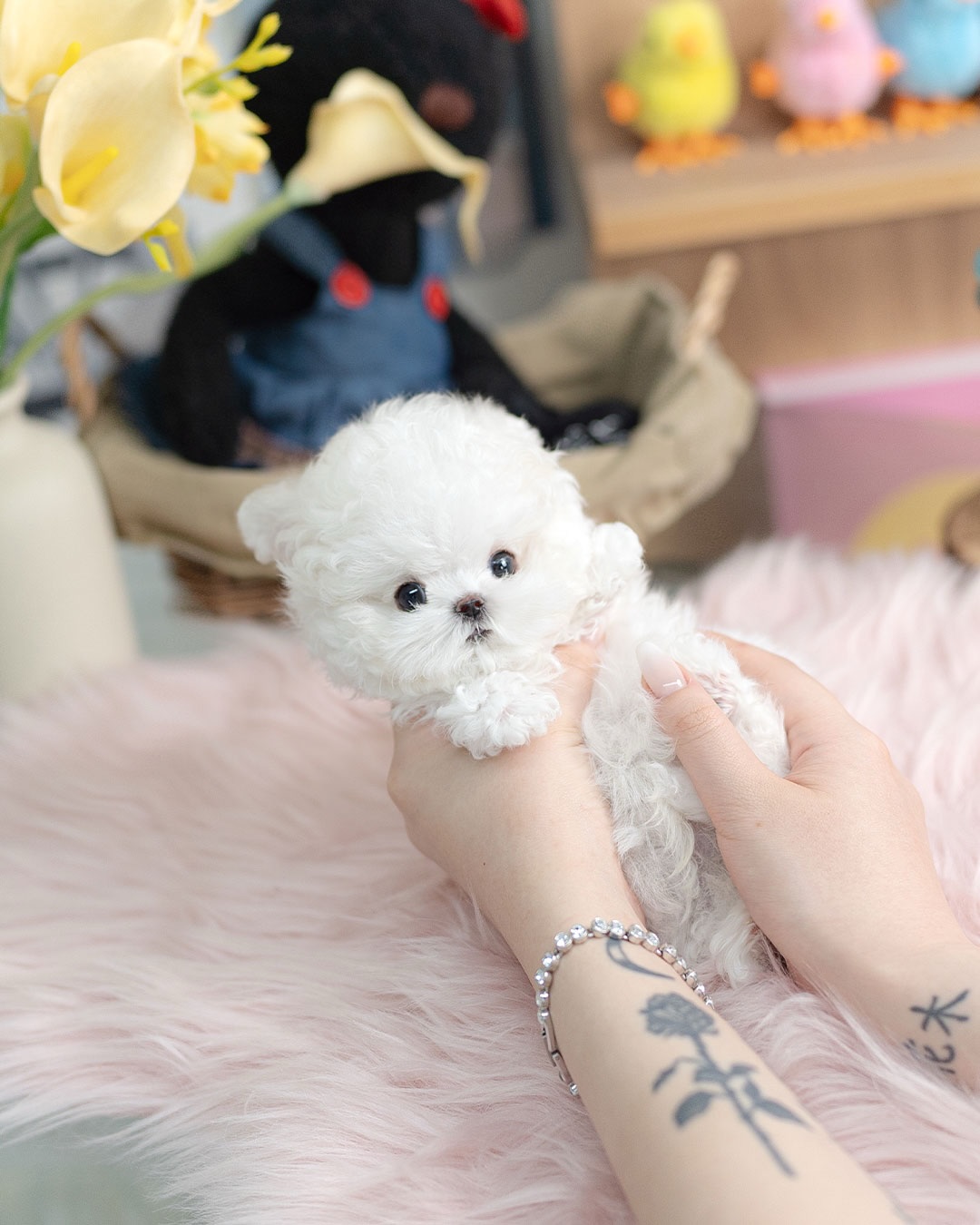 Mini Teacup Bichon Frise Puppy for Adoption