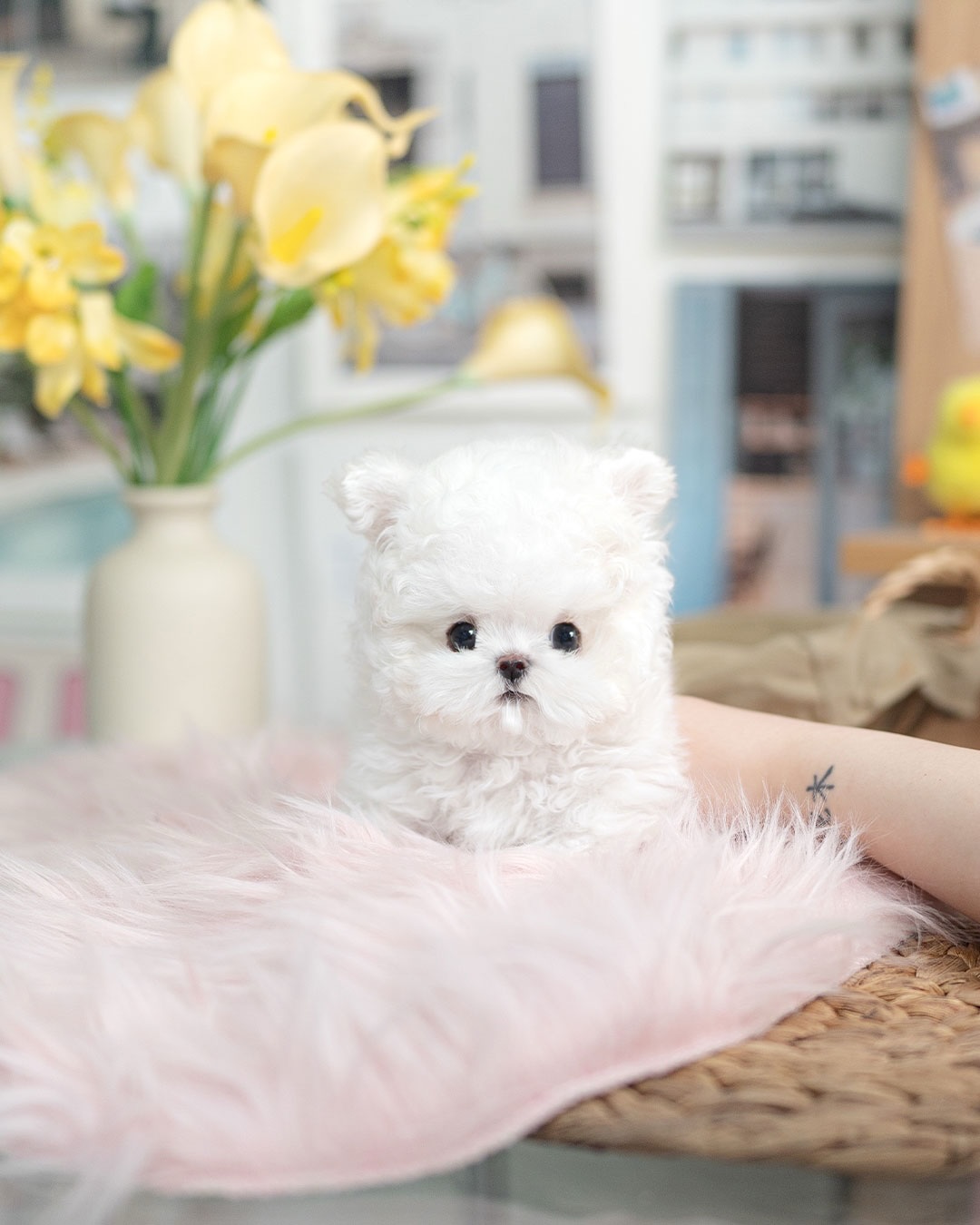 Mini Teacup Bichon Frise Puppy for Adoption - Image 3