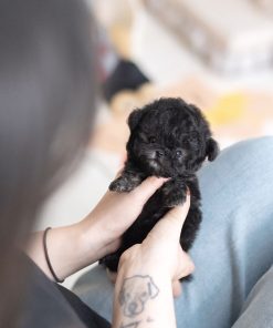 Toy Poodle Puppy