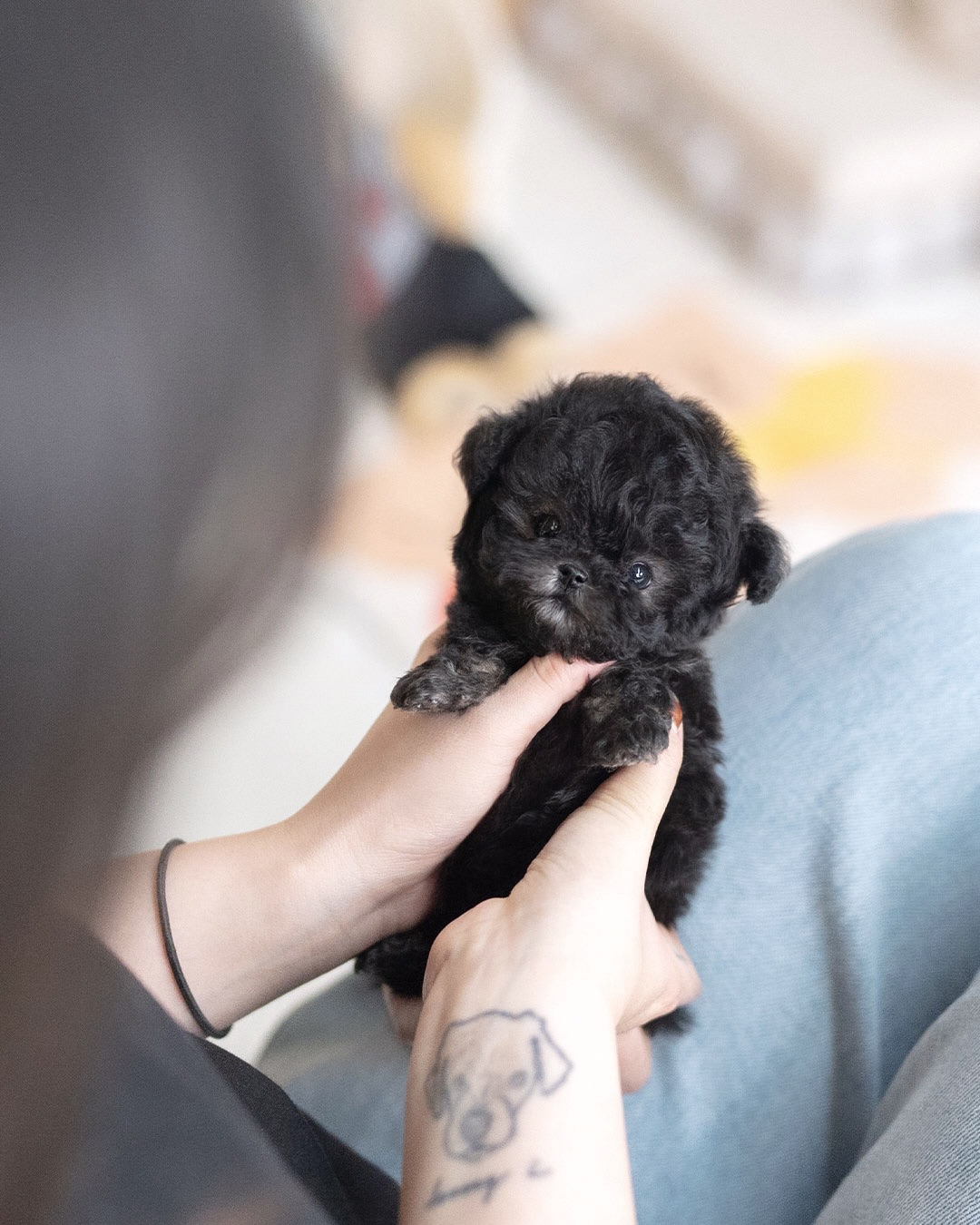 Toy Poodle Puppy