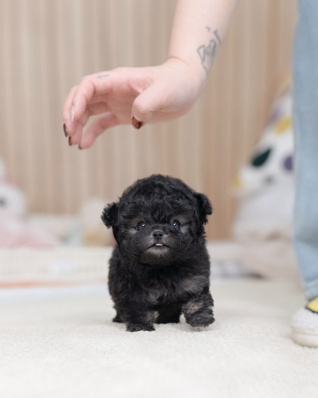 Toy Poodle Puppy - Image 3