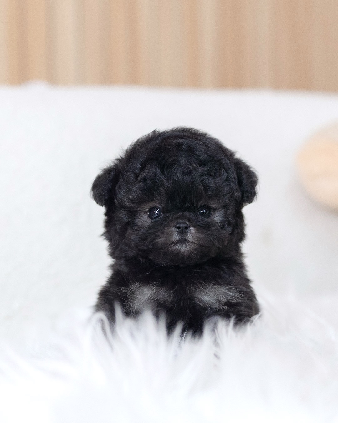 Toy Poodle Puppy - Image 2