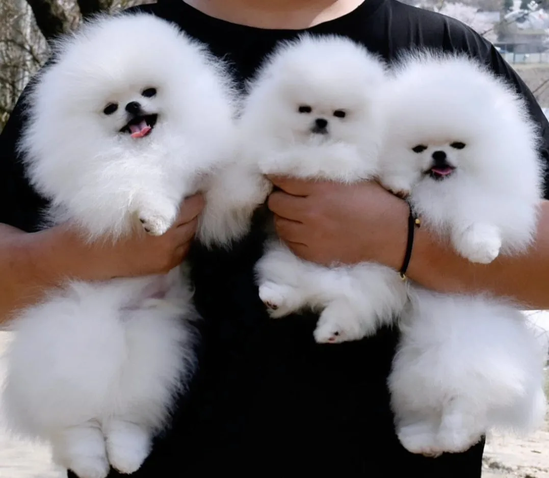 Pomeranian Puppies for Sale in Orlando Florida