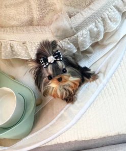Cute Teacup Yorkie Puppy for Sale