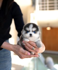 Tiny Pomsky Puppy Near Me
