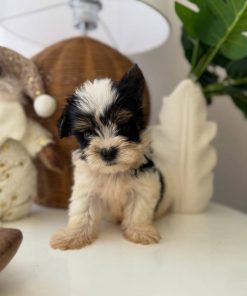 Yorkshire Terrier Puppy